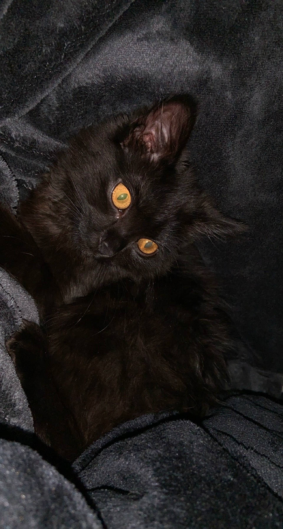 Elvira a rejoint le concours — aidez-le/la à gagner de superbes lots ! art, black_cat, bombay, brown, carnivore, cat, claw, comfort, darkness, domestic_short_haired_cat, felidae, fur, grey, small_to_medium_sized_cats, snout, tail, terrestrial_animal, whiskers