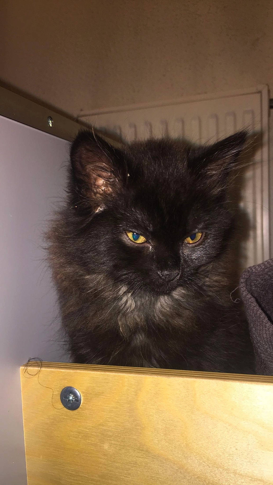 Elvira participe au concours pour gagner de l'argent avec cette photo : black_cat, box, cardboard, carnivore, cat, claw, domestic_short_haired_cat, felidae, fur, gadget, grey, hardwood, packaging_and_labeling, paw, shipping_box, small_to_medium_sized_cats, snout, tail, whiskers, wood