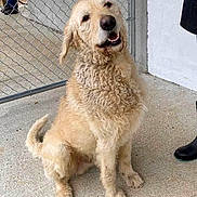 Beau is registered to the contest to win money with this photo: dog, golden_retriever, curly_hair, sitting, concrete_floor, chain_link_fence, outdoor, pet, friendly, canine, animal, mammal, fur, tail, paw, companion, looking_up, person, boots, smiling