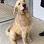 dog, golden_retriever, curly_hair, sitting, concrete_floor, chain_link_fence, outdoor, pet, friendly, canine, animal, mammal, fur, tail, paw, companion, looking_up, person, boots, smiling