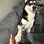 Blue joined the competition — help win amazing prizes! animal, black_and_white, canine, couch, cozy, cushion, cute, dog, domestic_animal, friendly, furniture, gray, hand, human_hand, husky, indoor, living_room, paw, paw_shake, pet