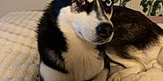Blue is registered to the contest to win money with this photo: animal, bed, black_and_white, blanket, blue_eye, brown_eye, canine, dog, ears, face, fur, heterochromia, home, husky, indoor, laying_down, leafy_plants, paw, pet, relaxed