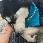 Blue is registered to the contest to win money with this photo: animal, bandana, blanket, blue, camo_pants, canine, closeup, comfort, cozy, dog, fur, hand, husky, indoors, nap, pet, relaxed, resting, sleeping, tattoo