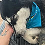 animal, bandana, blanket, blue, camo_pants, canine, closeup, comfort, cozy, dog, fur, hand, husky, indoors, nap, pet, relaxed, resting, sleeping, tattoo