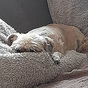 Holly participe au concours pour gagner de l'argent avec cette photo : dog, sleeping, couch, blanket, fluffy, cozy, indoor, pet, resting, fur, small_dog, relaxation, home, comfort, animal, mammal, domestic, furniture, laying_down, quiet