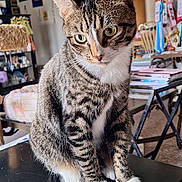 Popcorn joined the competition — help win amazing prizes! animal, cat, closeup, cluttered, cozy, curious, decorations, domestic, ears, fur, furniture, green_eyes, indoor, living_room, pet, sitting, tabby, table, whiskers, white_paws