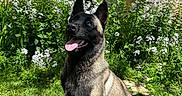 Mango participe au concours pour gagner de l'argent avec cette photo : alert, animal, belgian_malinois, black_and_tan, dog, flowers, garden, grass, happy, nature, old_house, outdoor, pet, portrait, sitting, stone_wall, sunlight, tiled_roof, tongue_out, wildflowers