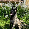 alert, animal, belgian_malinois, black_and_tan, dog, flowers, garden, grass, happy, nature, old_house, outdoor, pet, portrait, sitting, stone_wall, sunlight, tiled_roof, tongue_out, wildflowers