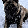 Mango participe au concours pour gagner de l'argent avec cette photo : alert, animal, black_mask, brown_fur, canine, closeup, dog, harness, malinois, natural_light, outdoor, pet, pointed_ears, portrait, shepherd, sitting, snow, snowflakes, wet_fur, winter