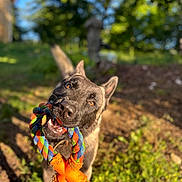 Mango participe au concours pour gagner de l'argent avec cette photo : animal, bokeh, brown_dog, canine, chewing, close_up, dog, ears, garden, greenery, happy, head_tilt, nature, open_mouth, outdoor, pet, playing, portrait, rope_toy, sunlight