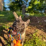 animal, bokeh, brown_dog, canine, chewing, close_up, dog, ears, garden, greenery, happy, head_tilt, nature, open_mouth, outdoor, pet, playing, portrait, rope_toy, sunlight