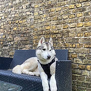 Baloo participe au concours pour gagner de l'argent avec cette photo : dog, husky, pet, animal, outdoor, bench, brick_wall, fence, leisure, canine, fur, resting, black_harness, garden, daylight, nature, portrait, side_view, domestic_animal, relaxation