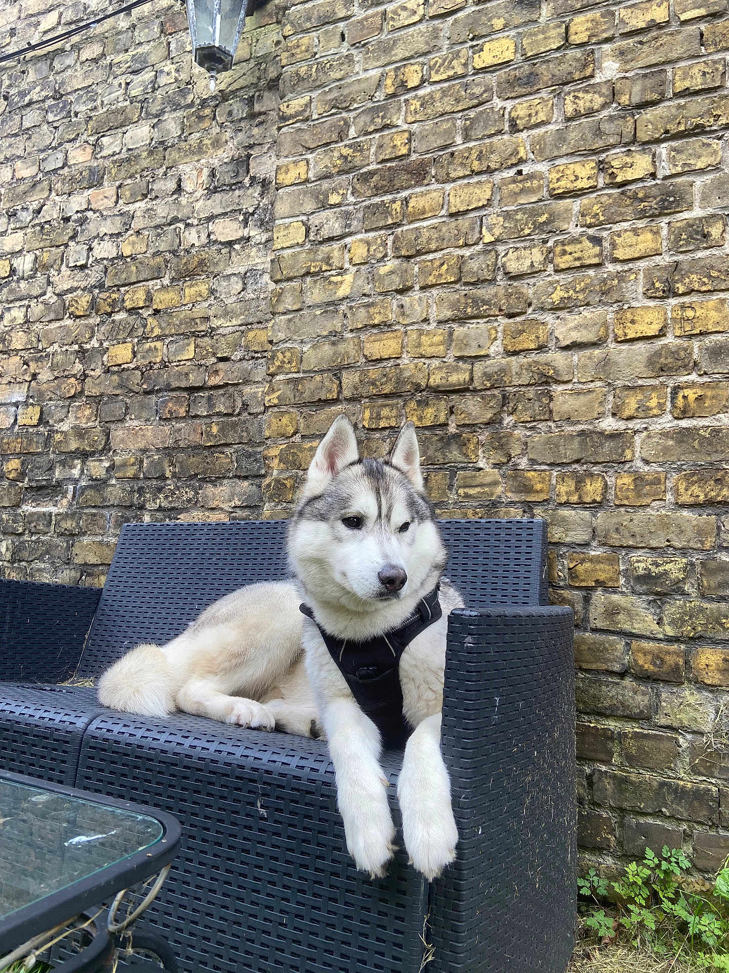 Baloo participe au concours pour gagner de l'argent avec cette photo : dog, husky, pet, animal, outdoor, bench, brick_wall, fence, leisure, canine, fur, resting, black_harness, garden, daylight, nature, portrait, side_view, domestic_animal, relaxation