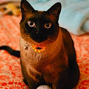 Presley joined the competition — help win amazing prizes! cat, siamese_cat, pet, indoor, bedspread, orange, flower_collar, bell, toy, fluffy, fur, animal, cute, curious, sitting, feline, soft_focus, domestic, whiskers, tail