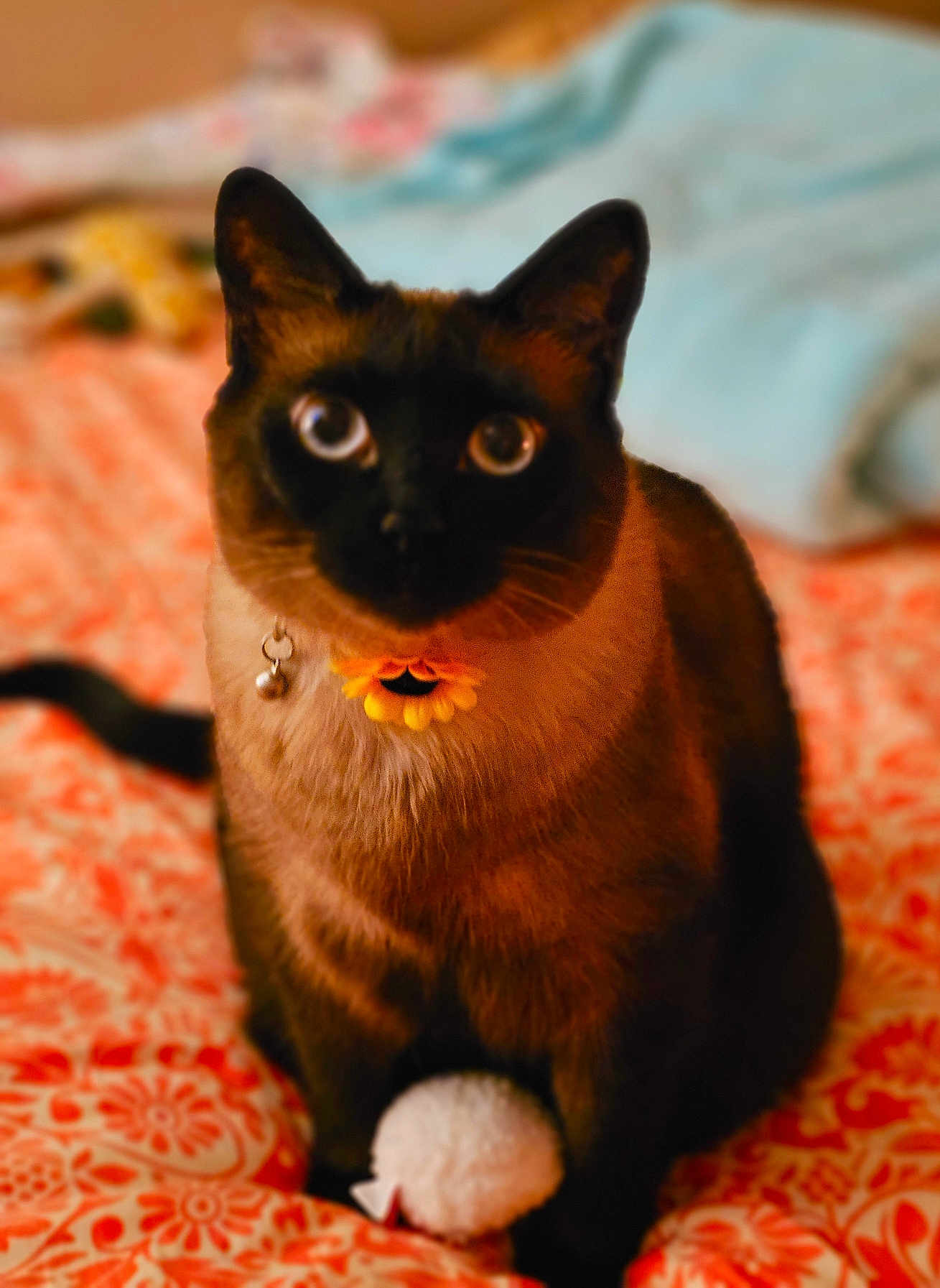 Presley joined the competition — help win amazing prizes! cat, siamese_cat, pet, indoor, bedspread, orange, flower_collar, bell, toy, fluffy, fur, animal, cute, curious, sitting, feline, soft_focus, domestic, whiskers, tail