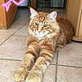 Nougat participe au concours pour gagner de l'argent avec cette photo : carnivoran, cat, cat_like_mammal, domestic_short_haired_cat, european_shorthair, kitten, kurilian_bobtail, maine_coon, norwegian_forest_cat, photo_caption, siberian, small_to_medium_sized_cats, tabby_cat, tail, whiskers
