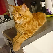 Nougat a rejoint le concours — aidez-le/la à gagner de superbes lots ! carnivoran, cat, cat_like_mammal, kitten, mammal, small_to_medium_sized_cats, vertebrate, whiskers