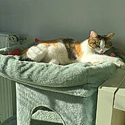 Thea a rejoint le concours — aidez-le/la à gagner de superbes lots ! animal, calico, cat, cat_tree, cozy, cute, domestic_cat, fluffy, furniture, home, indoor, mammal, peaceful, pet, relaxing, resting, sleeping, soft, sunbeam, sunlight