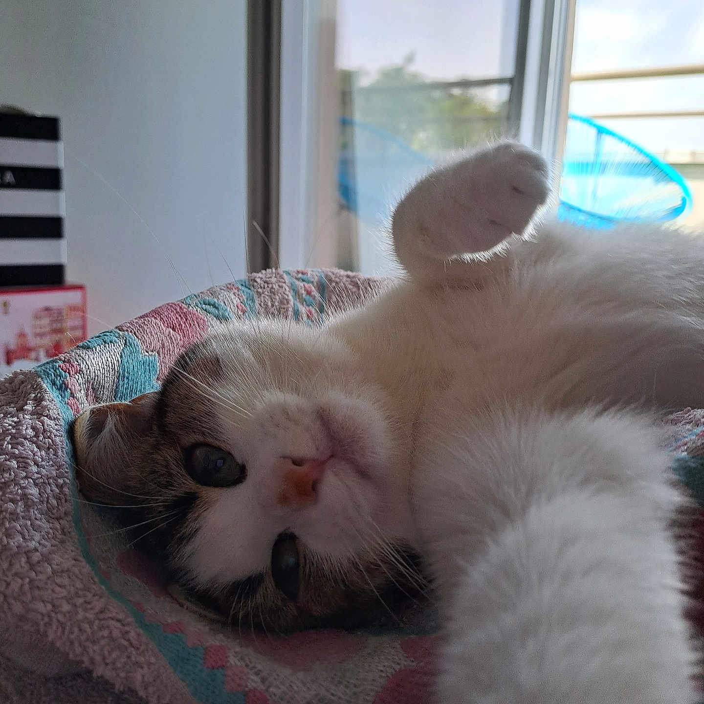 Thea participe au concours pour gagner de l'argent avec cette photo : animal, bed, cat, closeup, cozy, curious, cute, domestic_cat, fluffy, fur, home, indoor, paw, pet, relaxed, resting, soft_light, stretching, whiskers, window