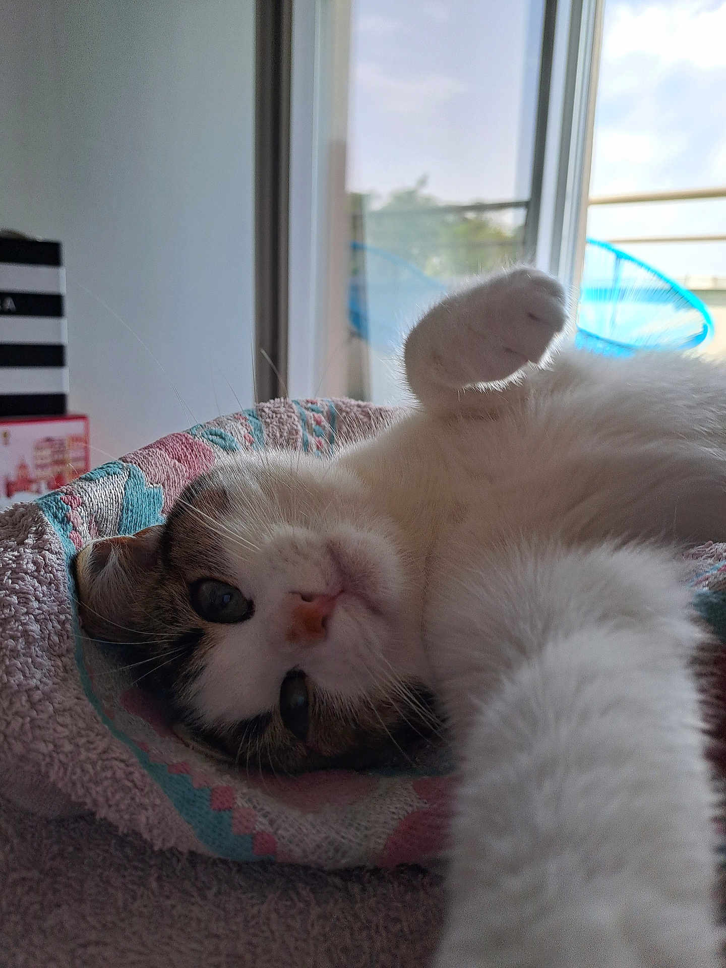 Thea participe au concours pour gagner de l'argent avec cette photo : animal, bed, cat, closeup, cozy, curious, cute, domestic_cat, fluffy, fur, home, indoor, paw, pet, relaxed, resting, soft_light, stretching, whiskers, window