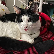 George is registered to the contest to win money with this photo: cat, pet, tongue_out, blanket, plaid, stuffed_animal, plush, bed, indoor, fur, whiskers, ears, eyes, cozy, resting, black_and_white, close_up, portrait, fabric, home_decor