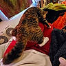 Spicy Mango Salsa is registered to the contest to win money with this photo: cat, tabby_cat, black_cat, pet, animal, indoor, lap, blanket, bed, person, clothing, relaxing, feline, fur, cozy, home, box, colorful, resting, paw