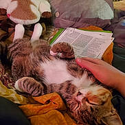 Spicy Mango Salsa joined the competition — help win amazing prizes! cat, tabby, pet, hand, bed, blanket, plush_toy, relaxation, sleeping, indoor, cozy, feline, striped, paw, comfort, soft_lighting, paper, resting, domestic_animal, cute