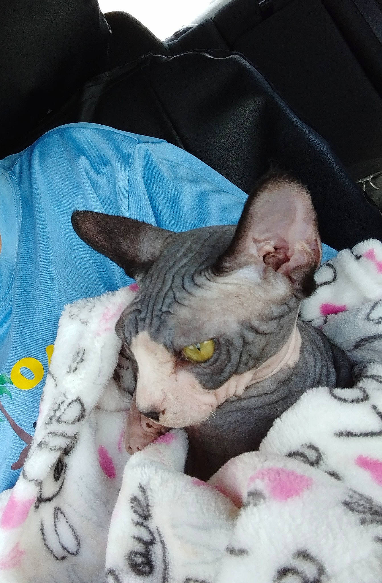 Nova is registered to the contest to win money with this photo: carnivore, comfort, companion_dog, dog_breed, ear, eye, fawn, felidae, fur, gesture, grey, jaw, linens, nap, pink, sleeve, small_to_medium_sized_cats, snout, terrestrial_animal, whiskers