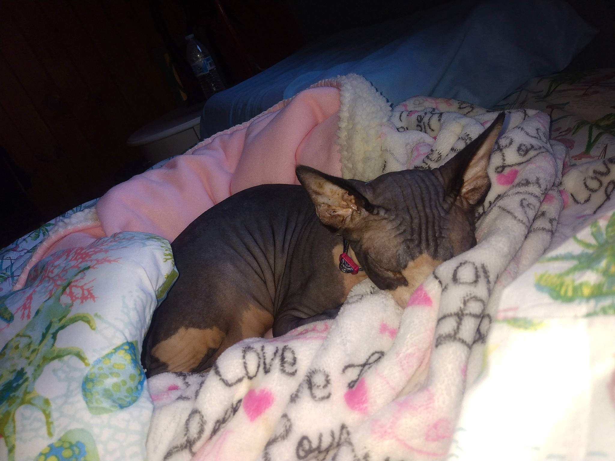 Nova is registered to the contest to win money with this photo: bedding, carnivore, comfort, fawn, felidae, fish, flesh, human_leg, linens, mammal, mouth, pink, room, skin, small_to_medium_sized_cats, snout, tail, terrestrial_animal, whiskers, wrinkle