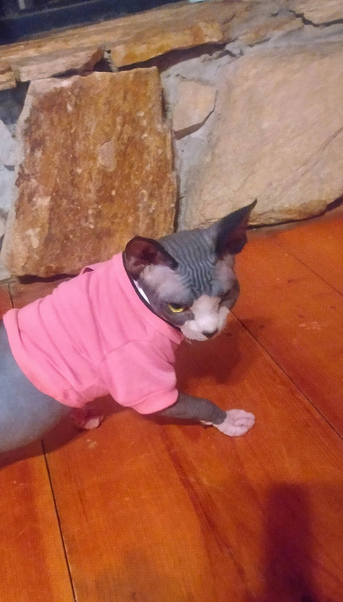 Nova is registered to the contest to win money with this photo: carnivore, cat, dog_breed, fawn, felidae, floor, flooring, foot, fur, hardwood, human_leg, laminate_flooring, mammal, sitting, small_to_medium_sized_cats, tail, whiskers, wood, wood_flooring, wood_stain