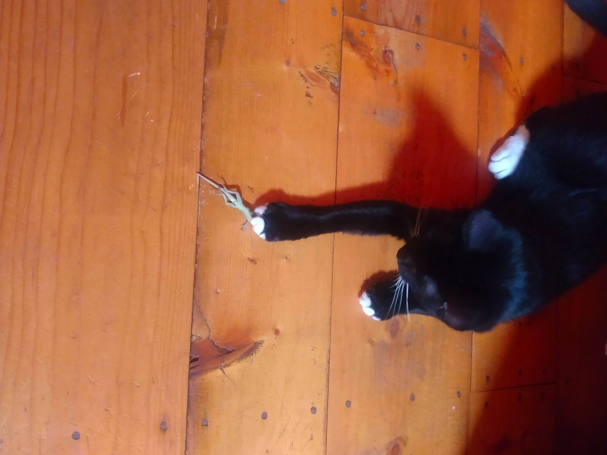 John Wick is registered to the contest to win money with this photo: carnivore, cat, dog_breed, door, felidae, floor, flooring, hardwood, plank, plywood, room, small_to_medium_sized_cats, sporting_group, tail, tints_and_shades, varnish, water, wood, wood_flooring, wood_stain