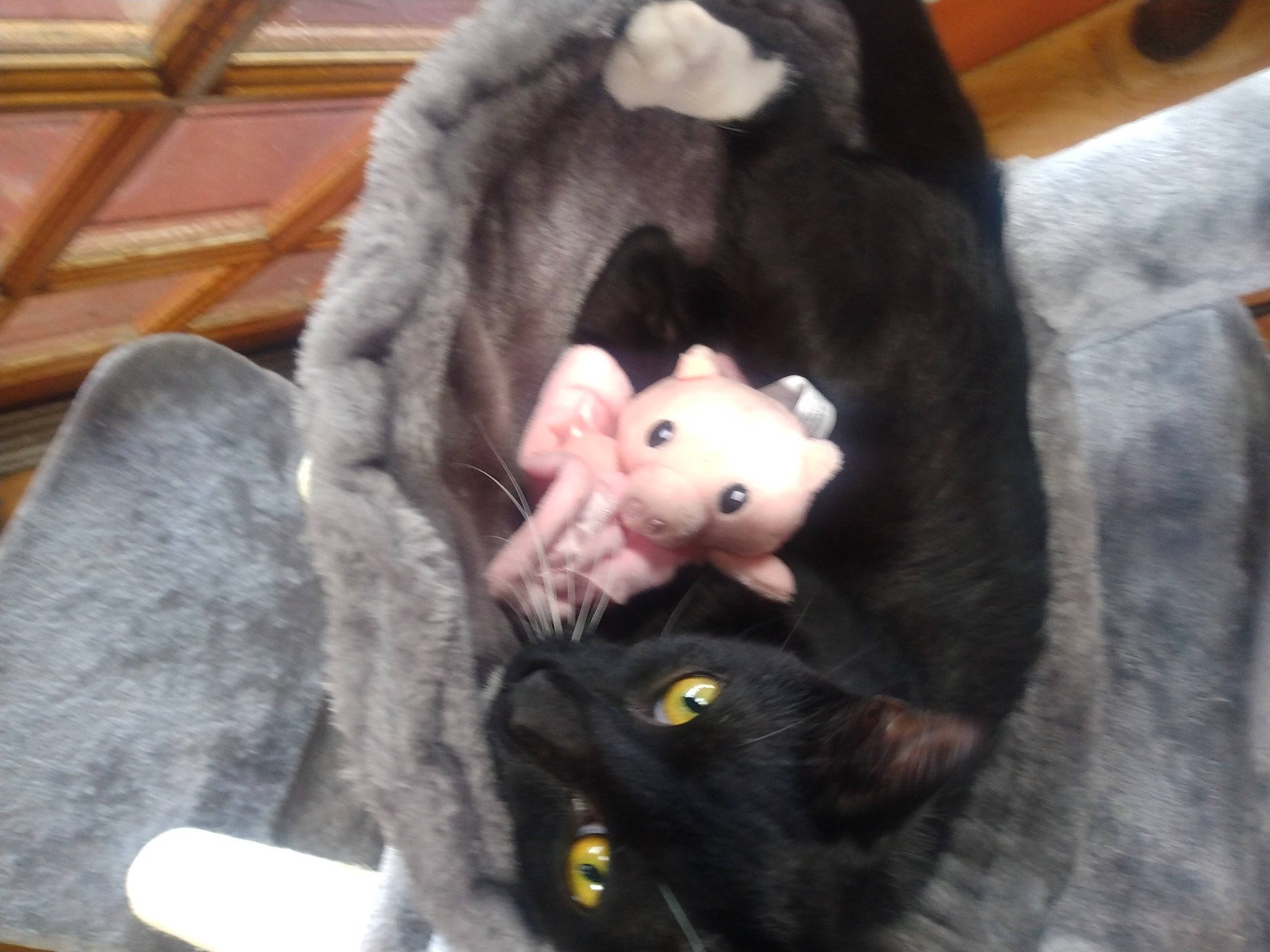 John Wick joined the competition — help win amazing prizes! canidae, carnivore, comfort, companion_dog, dog_breed, fawn, felidae, fur, gesture, mustelidae, plush, rodent, small_to_medium_sized_cats, snout, sporting_group, stuffed_toy, tail, terrestrial_animal, toy, whiskers