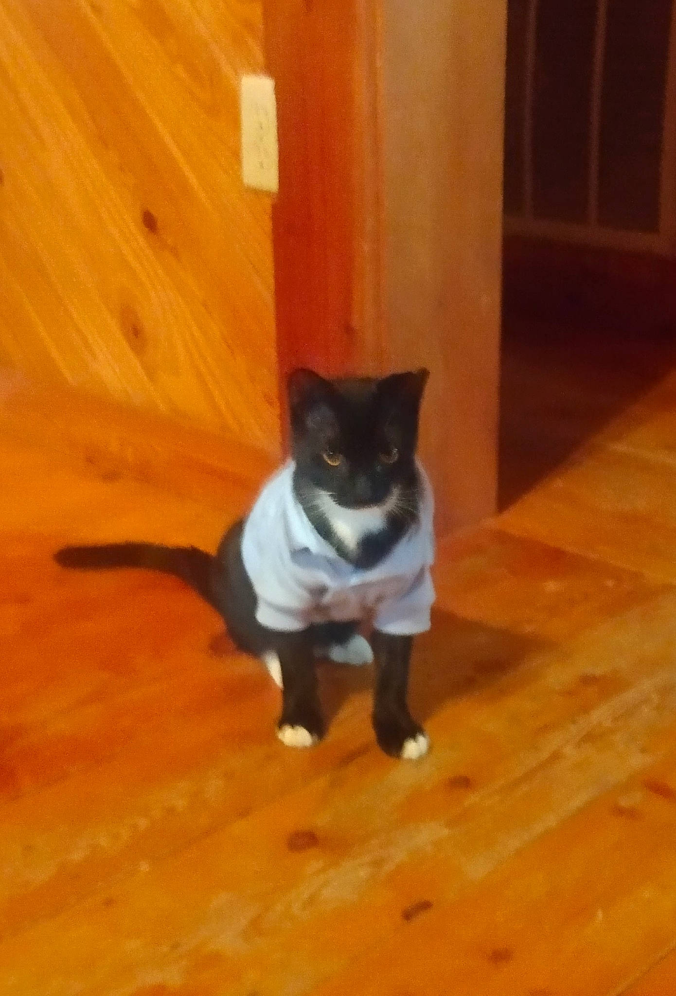 John Wick is registered to the contest to win money with this photo: brown, canidae, carnivore, companion_dog, dog_breed, fawn, felidae, floor, flooring, hardwood, laminate_flooring, plank, small_to_medium_sized_cats, snout, tail, varnish, whiskers, wood, wood_flooring, wood_stain