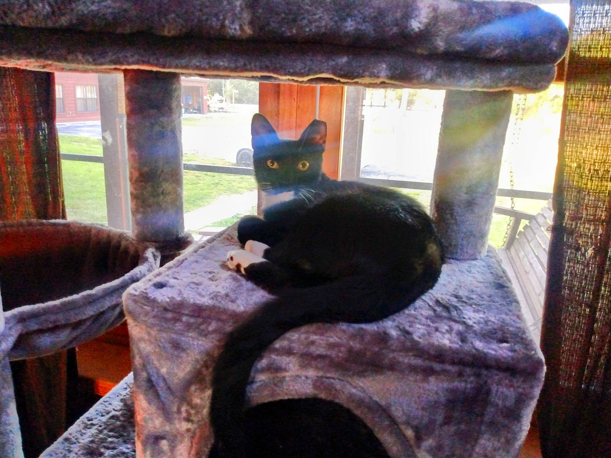 John Wick is registered to the contest to win money with this photo: black_cat, bombay, carnivore, cat, chair, comfort, felidae, grass, mammal, plant, small_to_medium_sized_cats, snout, tail, terrestrial_animal, tints_and_shades, tree, vertebrate, whiskers, window, wood