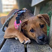 Saïa participe au concours pour gagner de l'argent avec cette photo : dog, puppy, brown_dog, pet, outdoor, bench, wood, harness, leash, closeup, animal, canine, cute, young_dog, resting, ears, nose, paw, fur, nature