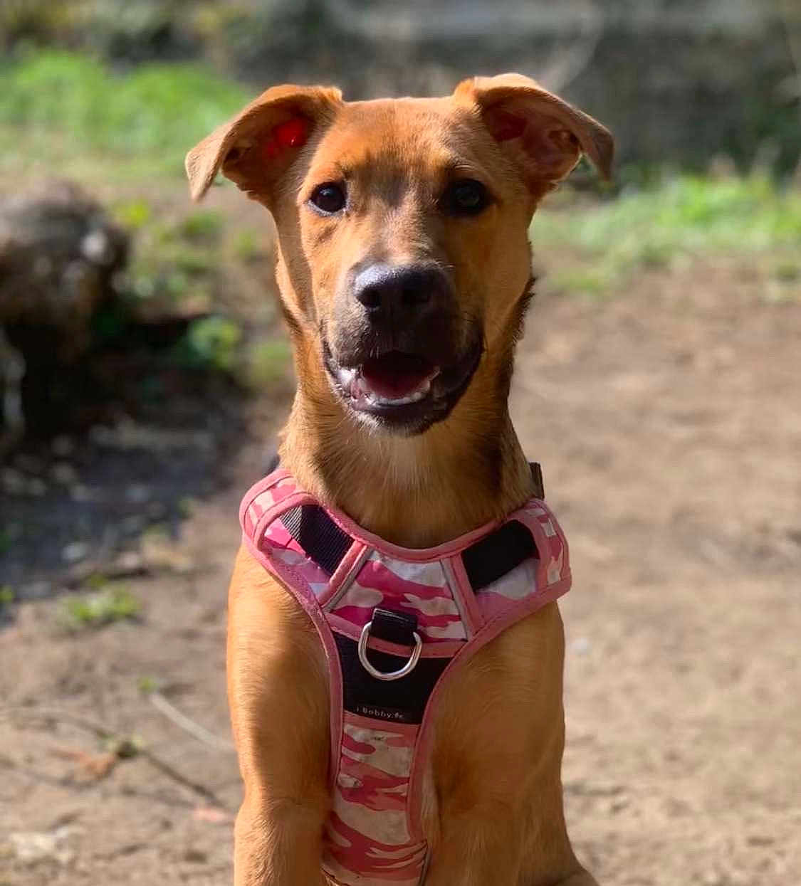 Saïa a rejoint le concours — aidez-le/la à gagner de superbes lots ! dog, canine, pet, outdoor, harness, pink, camouflage, animal, portrait, sunlight, nature, sitting, ears, brown, friendly, cute, happy, closeup, muzzle, expression