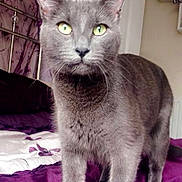Liza joined the competition — help win amazing prizes! cat, gray_cat, pet, indoor, bed, purple_bedspread, curtains, green_eyes, animal, fur, whiskers, ears, face, legs, tail, feline, domestic_cat, cozy, bedroom, shelf