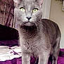 cat, gray_cat, pet, indoor, bed, purple_bedspread, curtains, green_eyes, animal, fur, whiskers, ears, face, legs, tail, feline, domestic_cat, cozy, bedroom, shelf
