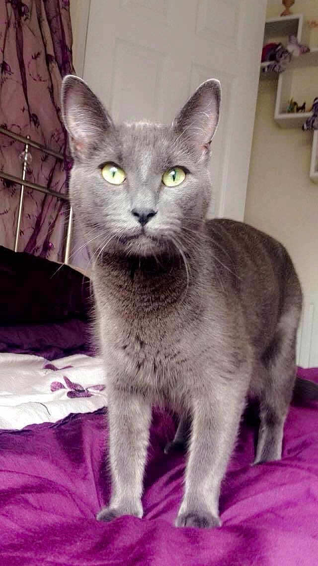 Liza joined the competition — help win amazing prizes! cat, gray_cat, pet, indoor, bed, purple_bedspread, curtains, green_eyes, animal, fur, whiskers, ears, face, legs, tail, feline, domestic_cat, cozy, bedroom, shelf