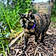 Pepper