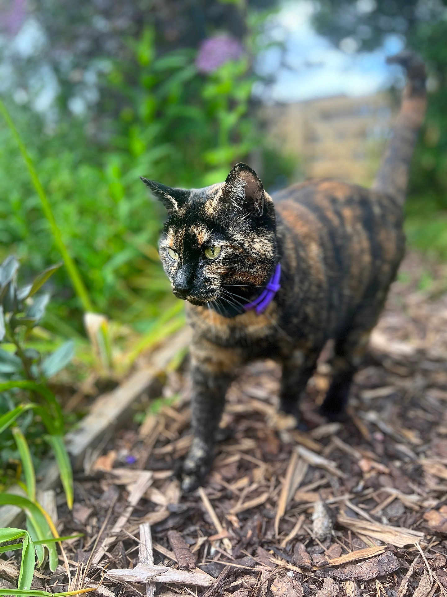 Pepper is registered to the contest to win money with this photo: cat, tortoiseshell, purple_collar, garden, wood_chips, plants, greenery, outdoor, animal, pet, walking, fur, nature, closeup, daylight, mammal, eyes, whiskers, tail, curious