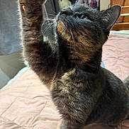 Daisy joined the competition — help win amazing prizes! cat, tabby, paw, bed, quilt, indoor, feline, pet, curious, whiskers, fur, closeup, animal, mammal, domestic, cute, playful, resting, soft, cozy