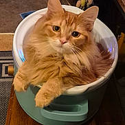 Ollie is registered to the contest to win money with this photo: cat, ginger_cat, long_hair, pet, bowl, wooden_table, indoor, portrait, whiskers, paws, orange_fur, cozy, looking_at_camera, container, household_item, domestic_animal, close_up, tabletop, fur, cute
