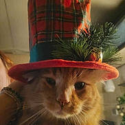 Ollie joined the competition — help win amazing prizes! cat, orange_cat, hat, top_hat, plaid_pattern, pine_branch, whiskers, pet, indoor, portrait, cute, feline, fur, closeup, animal, festive, christmas_decor, accessory, human_hand, living_room
