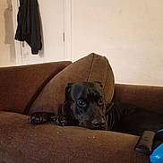 Tato joined the competition — help win amazing prizes! animal, black_dog, brown, canine, coat, companion, couch, dog, domestic, door, furniture, game_controller, household, indoor, living_room, pet, relaxed, remote_control, resting, side_view