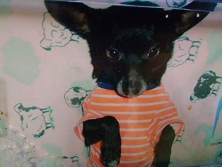 Paco is registered to the contest to win money with this photo: art, canidae, carnivore, chihuahua, dog, dog_breed, fawn, miniature_pinscher, non_sporting_group, street_dog, toy_dog