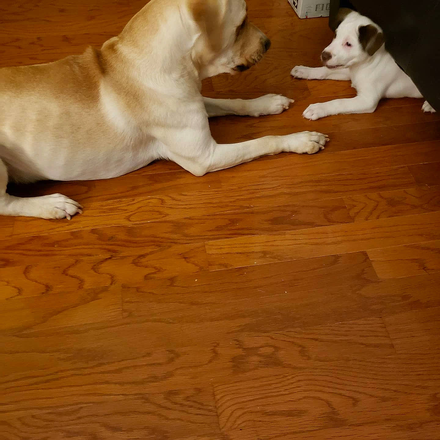 Gunnar joined the competition — help win amazing prizes! canidae, carnivore, companion_dog, dog, dog_breed, fawn, floor, flooring, hardwood, labrador_retriever, mammal, non_sporting_group, puppy, sporting_group, tail, vertebrate, wood, wood_flooring