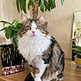 cat, fluffy, indoor, plant, greenery, wooden_surface, mirror, reflection, photo_strip, feline, pet, domestic_animal, fur, white_paws, pink_nose, eyes, sitting, decor, pot, houseplant