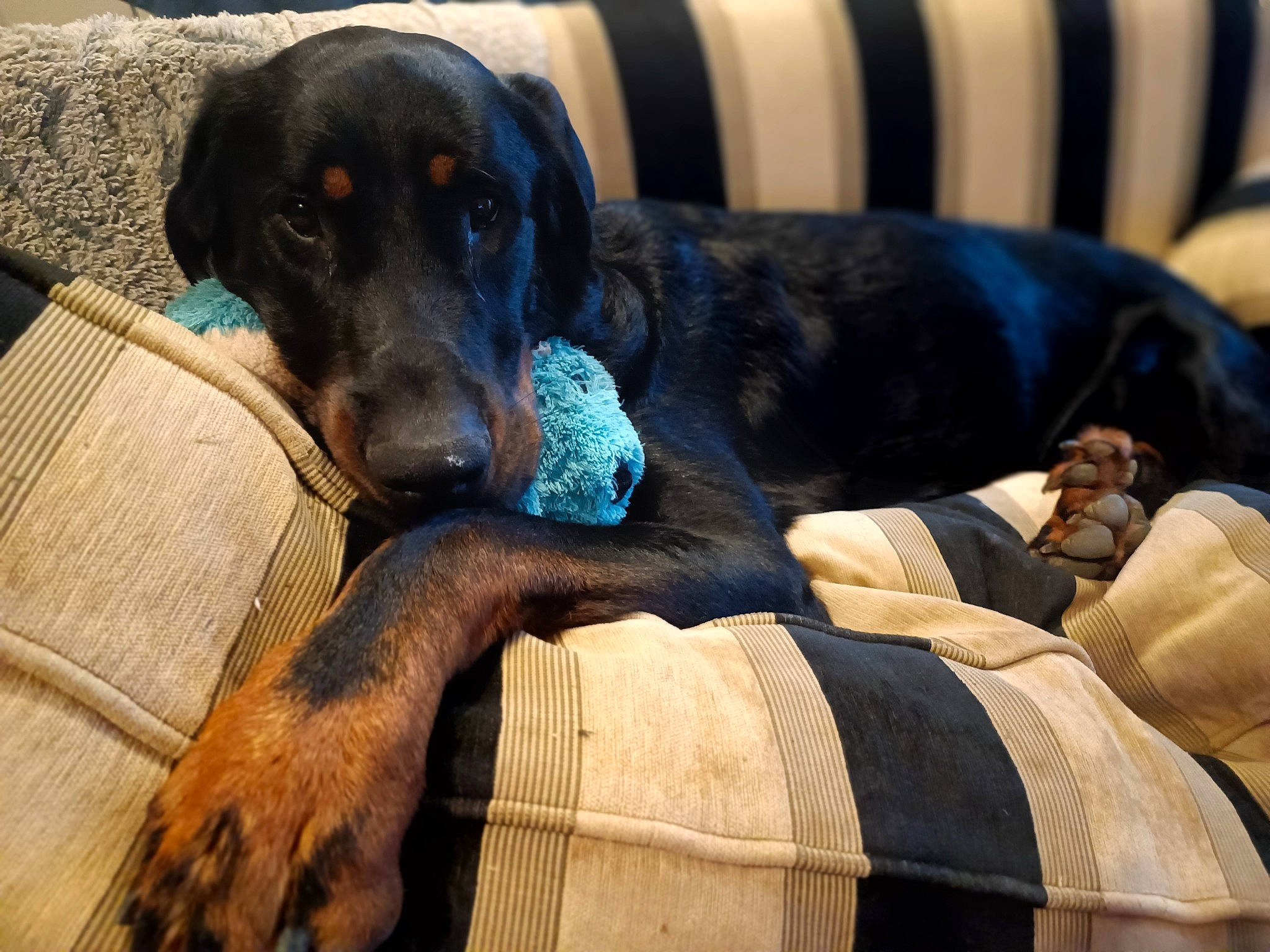 Redrum a rejoint le concours — aidez-le/la à gagner de superbes lots ! borador, canidae, carnivore, comfort, companion_dog, couch, dog, dog_breed, dog_supply, guard_dog, gun_dog, hunting_dog, montenegrin_mountain_hound, snout, sporting_group, working_animal, working_dog