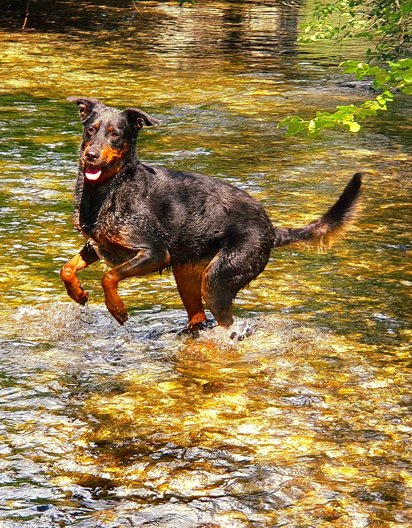 Laska participe au concours pour gagner de l'argent avec cette photo : canidae, carnivore, dog, dog_breed, fawn, ford, grass, guard_dog, herding_dog, hunting_dog, lake, plant, reflection, sporting_group, tail, tree, water, watercourse, working_animal, working_dog